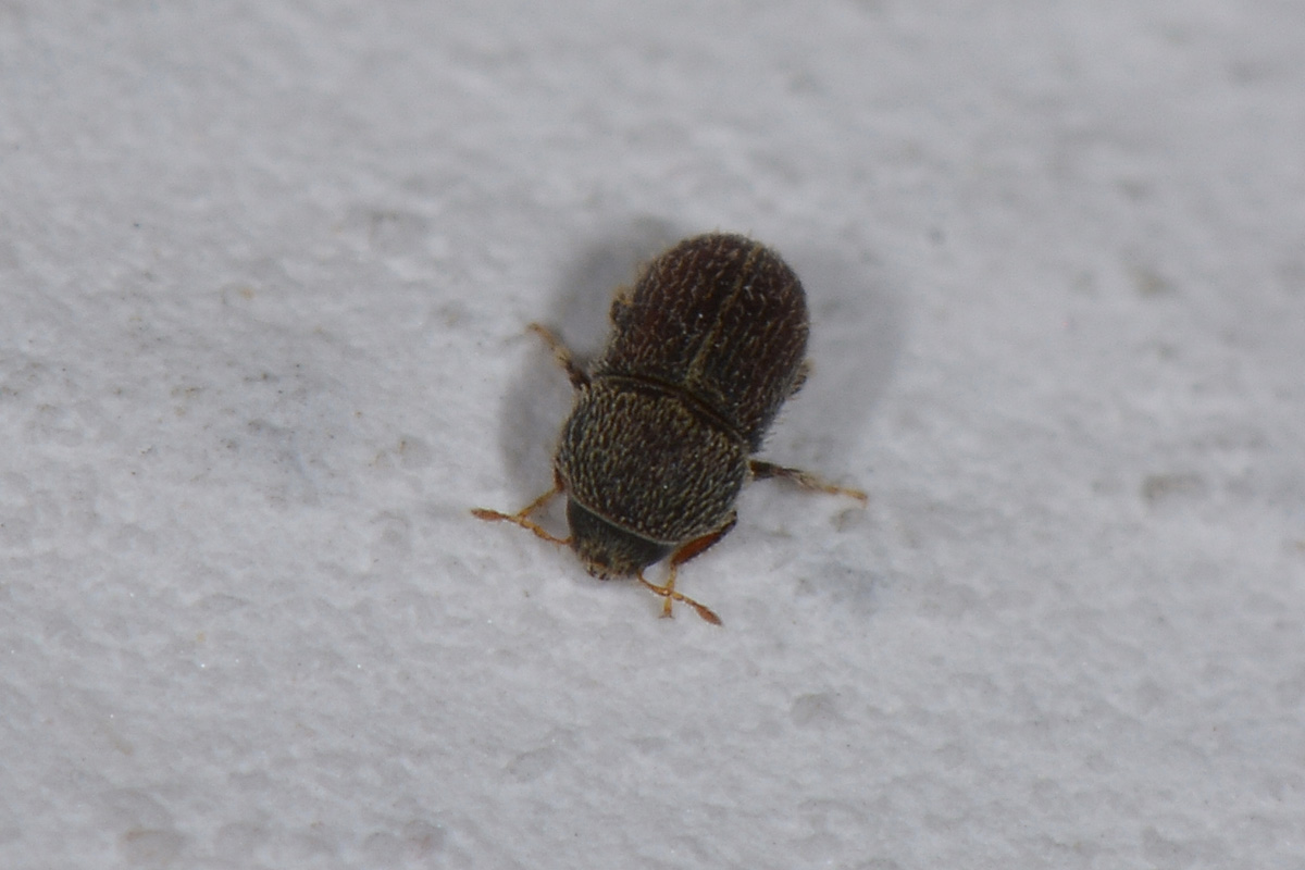 Curculionidae:  Hypoborus ficus?  S !